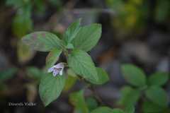 Dyschoriste dalzelii